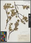 Foto von Salix myrsinites L.